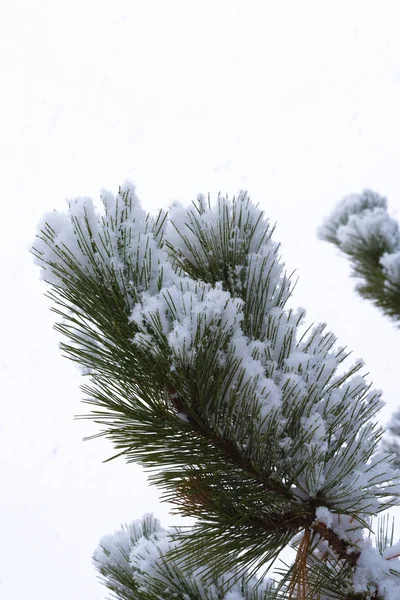 Větve Stromů Pod Silným Sněhem Zimě — Stock fotografie