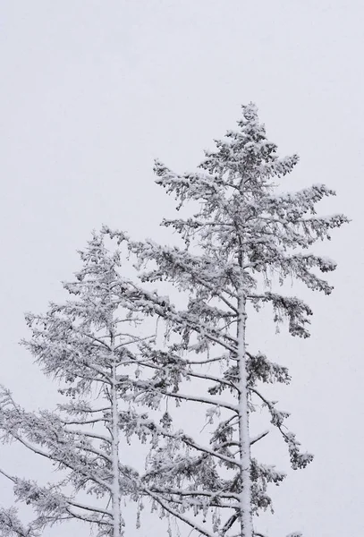 Las Ramas Del Árbol Bajo Nieve Pesada Invierno — Foto de Stock
