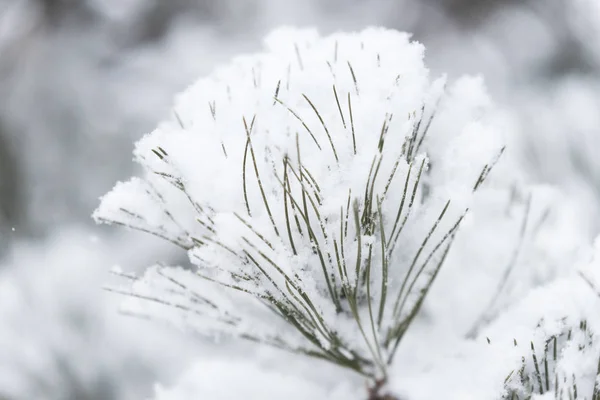 冬天大雪下的树枝 — 图库照片