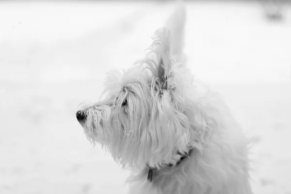 Terrier Bianco Altopiano Dell Ovest Giovane Una Neve — Foto Stock