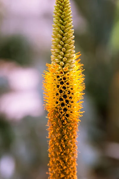 植物园中美丽的五彩缤纷的花朵 — 图库照片
