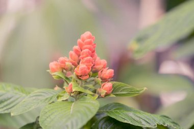 Botanik bahçesinde güzel renkli bir çiçek