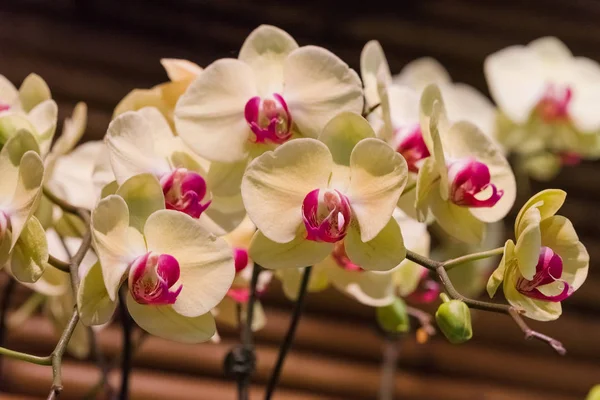 Bella Orchidea Colorata Giardino Botanico — Foto Stock