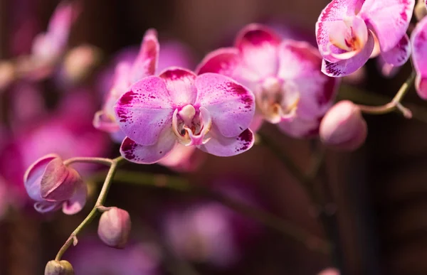 Gyönyörű Színes Orchidea Egy Botanikus Kertben Stock Kép