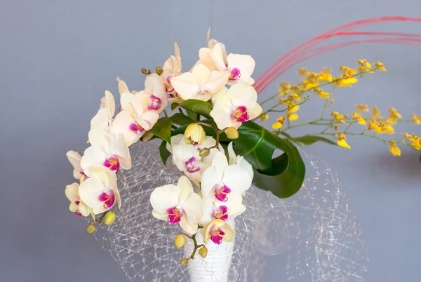 Gyönyörű Színes Orchidea Egy Botanikus Kertben Jogdíjmentes Stock Képek