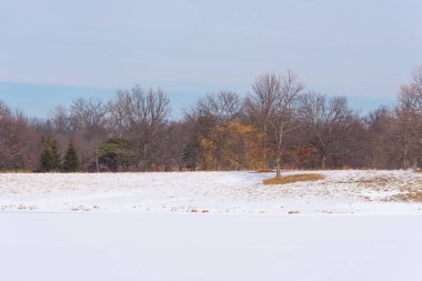 Karların altındaki parkta büyük ağaçlar