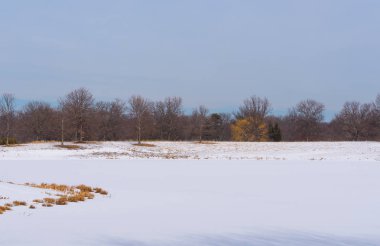 Karların altındaki parkta büyük ağaçlar