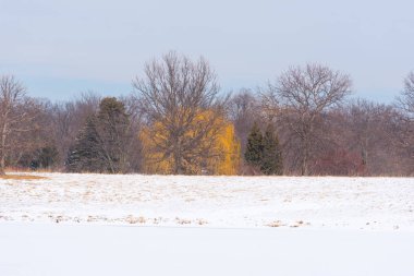 Karların altındaki parkta büyük ağaçlar