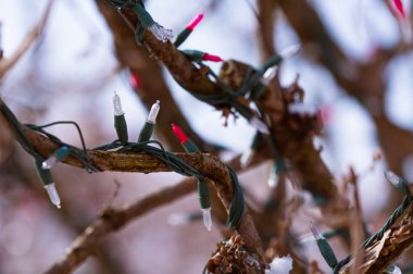 Bir ağaç dalına sarılmış renkli bir ışık