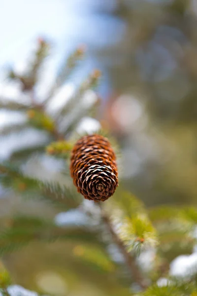 Belle Coni Abete Ramo Pino — Foto Stock