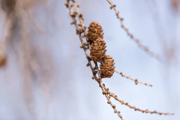 Beautiful Fir Cones Pine Tree Branch — Stock Photo, Image