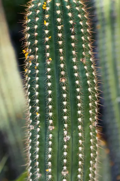 Velký Zelený Kaktus Botanické Zahradě — Stock fotografie