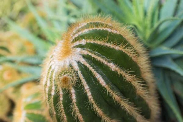 Velký Zelený Kaktus Botanické Zahradě — Stock fotografie