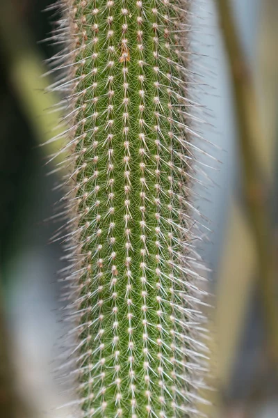 Velký Zelený Kaktus Botanické Zahradě — Stock fotografie