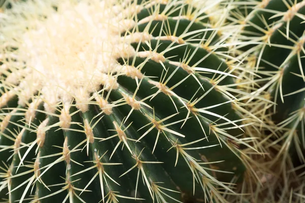 Grande Cactus Verde Giardino Botanico — Foto Stock