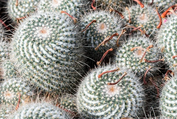 Grande Cactus Verde Giardino Botanico — Foto Stock