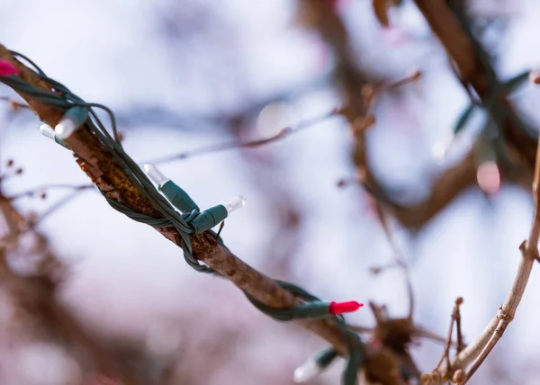 Lumière Colorée Enveloppée Autour Une Branche Arbre — Photo