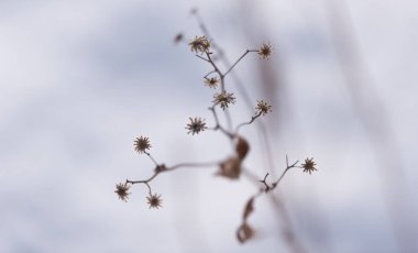 Botanik bahçesinde kurumuş kış çiçeği