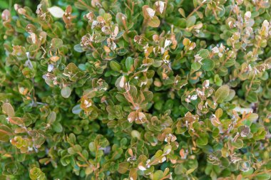 Büyük yeşil çalı yaprakları - yakın