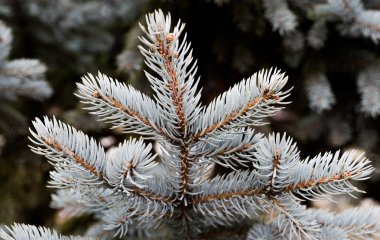 Parktaki yeşil çam ağacı dalı