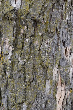 Gri ağaç kabuğu - yüksek çözünürlüklü arkaplan dokusu