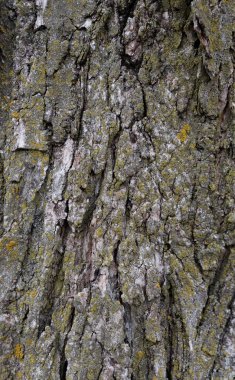 Gri ağaç kabuğu - yüksek çözünürlüklü arkaplan dokusu