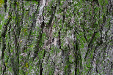 Gri ağaç kabuğu - yüksek çözünürlüklü arkaplan dokusu