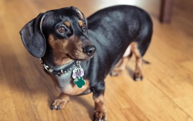 Genç siyah dachshund tahta bir zeminde duruyor.