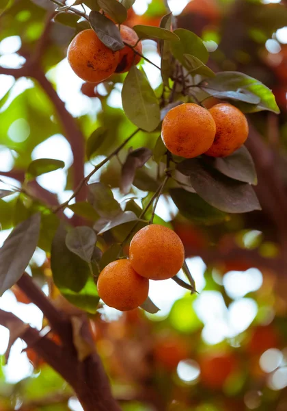 Pequeñas Mandarinas Naranjas Colgando Una Rama Árbol —  Fotos de Stock