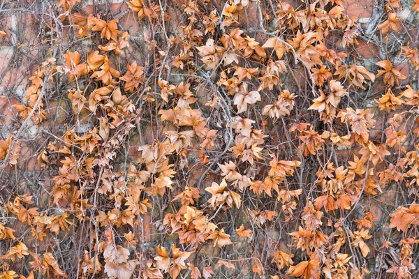 Árvore Com Folhas Velhas Laranja Seca Fundo Textura — Fotografia de Stock
