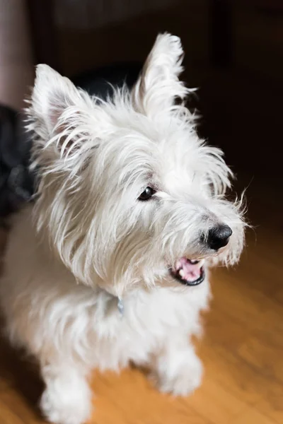 Belle Jeune West Highland Terrier Blanc Sur Plancher — Photo