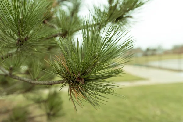 Grüner Kiefernzweig Einem Park — Stockfoto