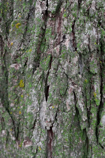 Grey Tree Bark High Resolution Background Texture — Stock Photo, Image