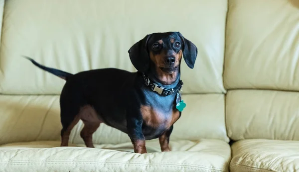 Genç Siyah Dachshund Beyaz Deri Bir Kanepede — Stok fotoğraf