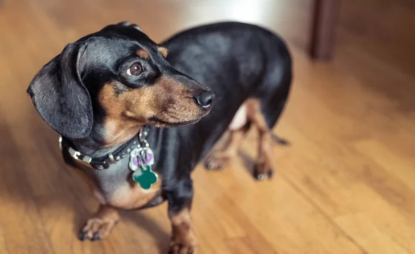 Dachshund Hitam Muda Berdiri Lantai Kayu — Stok Foto