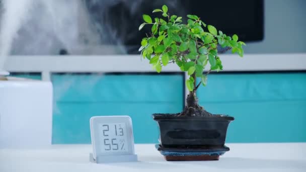 Vit luftfuktare arbetar fuktande och smakgivande, ångande vatten i rummet med bonsai krukväxt. mobil väderstation indikerar fuktnivå och temperatur i barnrum. — Stockvideo