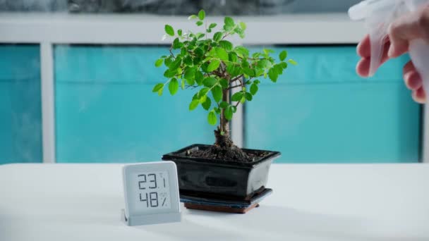 Verde bonsai houseplant bagnato con flusso d'acqua o umidificatore a vapore in appartamento su sfondo sfocato di appartamento. La stazione meteo mobile mostra il livello di umidità e la temperatura dell'aria. Dolly video — Video Stock