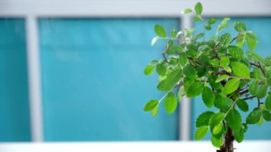 Küçük bonsai yapraklı yeşil ev bitkisi apartmanın bulanık arka planındaki bir dairede su ya da buhar nemlendirici ile ıslanır. Çiçeklere çiy damlaları düşer. Dolly kaydırma videosu