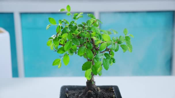 Green houseplant con piccole foglie di bonsai è bagnato con il flusso di acqua o umidificatore a vapore in un appartamento sullo sfondo sfocato dell'appartamento. Gocce di rugiada dell'acqua si trovano sul fiore. Dolly video scorrevole — Video Stock