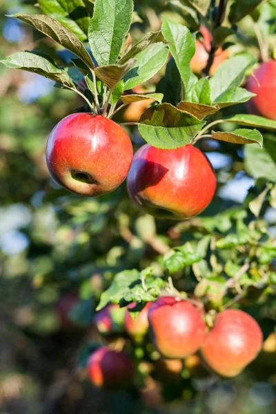 Червоні яблука в яблуні — стокове фото