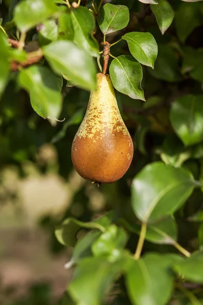 Pear in pear tree in September — Stock Photo, Image