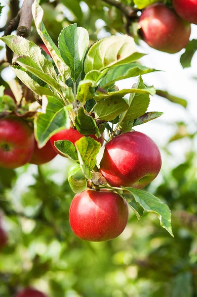 Mele rosse nel melo — Foto Stock