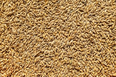 Arpa Üstten Görünüm