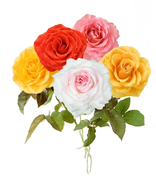 Květy růže banda izolované na bílém pozadí — Stock fotografie