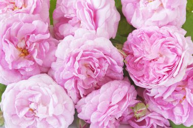 Yumuşak odaklı pembe şakayık çiçekleri