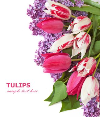 Eflatun çiçekler çok güzel arka plan