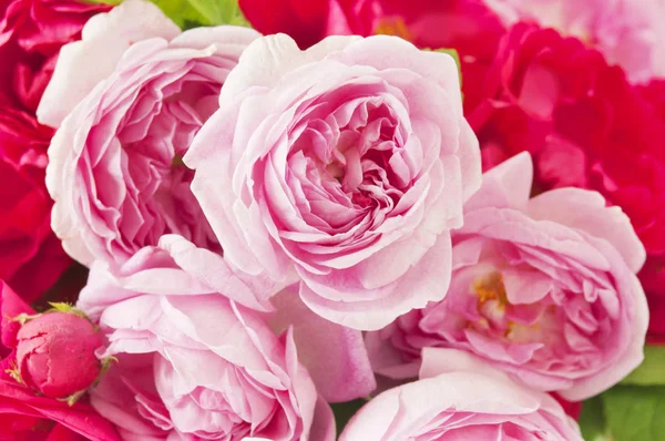 Krásné Růžové Růže Váze — Stock fotografie