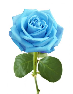 Beyaz arka plan üzerinde izole güzel mavi brose çiçek