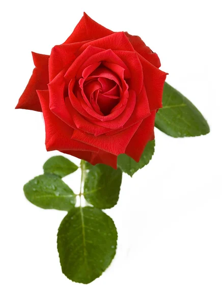 Schöne Rose Blume isoliert auf weißem Hintergrund — Stockfoto