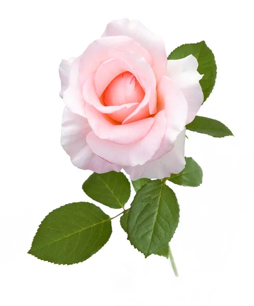 Hermosa flor de rosa aislada sobre fondo blanco — Foto de Stock